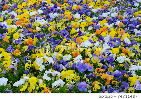 Multicolor pansy flowers or pansies close up as background or card Multicolor pansy flowers or pansies close up as background or card 74711487