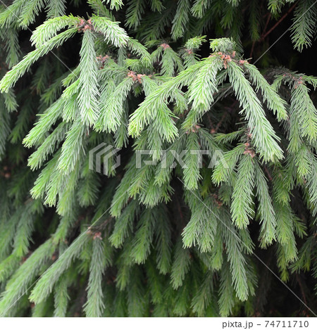 Fluffy green fir tree brunch close up. Christmas wallpaper concept with copy space Fluffy green fir tree brunch close up. Christmas wallpaper concept with copy space 74711710