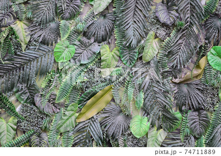 Tropical green leaves background, fern, palm and Monstera Deliciosa leaf on wall Tropical green leaves background, fern, palm and Monstera Deliciosa leaf on wall 74711889