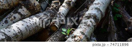 Closeup of firewood from old poplar with rough white bark 74711896