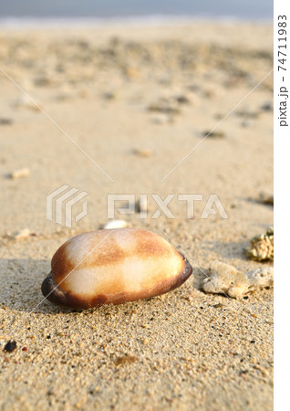奄美大島の砂浜に漂着するタカラガイの貝殻 タルダカラ 奄美大島の砂浜に漂着するタカラガイの貝殻 タルダカラ 74711983