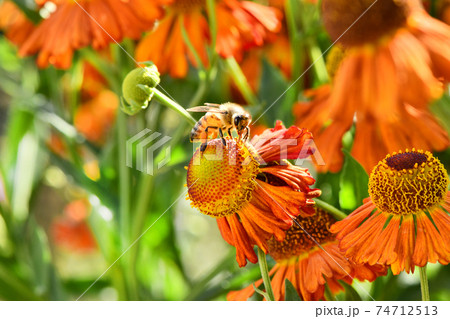Bee collecting nectar from orange flower. 74712513