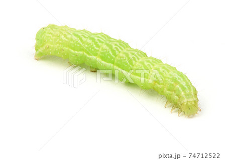green caterpillar isolated on white. 74712522