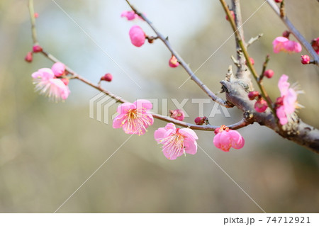 梅の花　道知辺 74712921