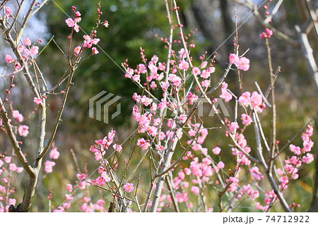 梅の花 道知辺 梅の花 道知辺 74712922