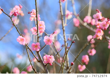梅の花 道知辺 梅の花 道知辺 74712974