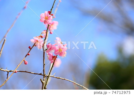 梅の花 道知辺 梅の花 道知辺 74712975