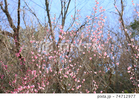 梅の花 道知辺 梅の花 道知辺 74712977