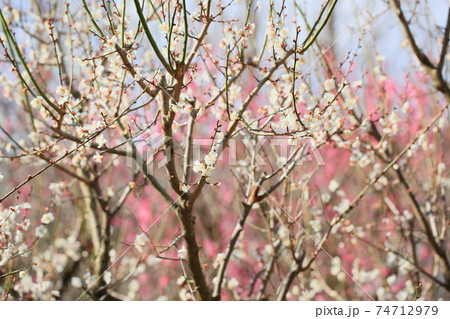 梅の花 冬至 梅の花 冬至 74712979