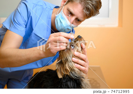 Male professional veterinarian doctor examining dog eye. Male professional veterinarian doctor examining dog eye. 74712995
