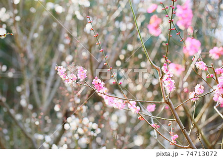 梅の花　道知辺 74713072