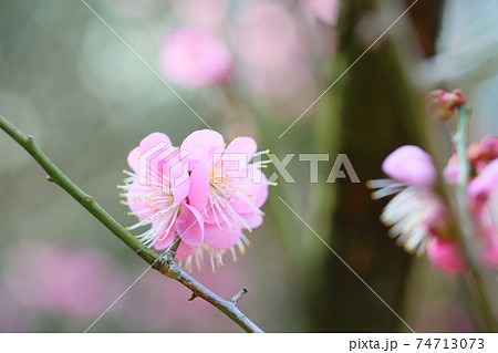 梅の花　道知辺 74713073