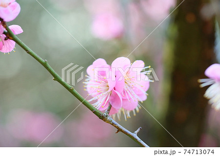 梅の花　道知辺 74713074