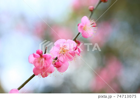 梅の花　道知辺 74713075