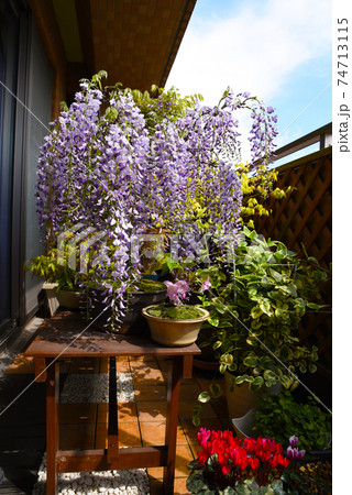 和風のベランダ フジ盆栽 桜の盆栽のある生活の写真素材