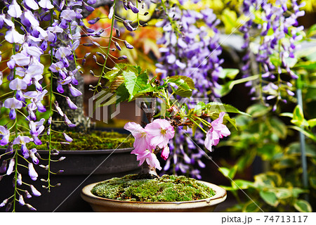 Wisteria bonsai, cherry blossom bonsai in full... - Stock Photo [74713117]  - PIXTA