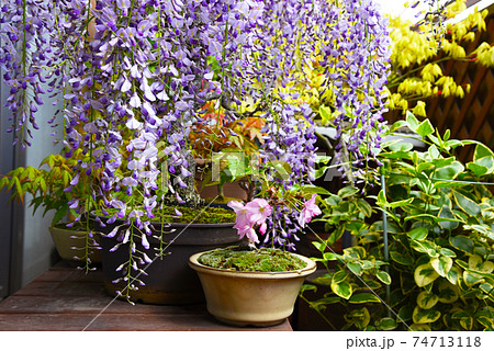 和風のベランダ フジ盆栽 桜の盆栽のある生活の写真素材