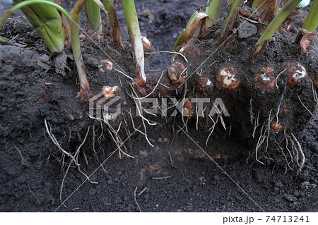 丸まると育ったサトイモ 74713241
