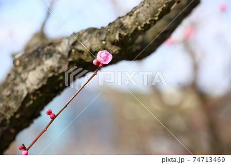 梅の花 紅梅八重 梅の花 紅梅八重 74713469