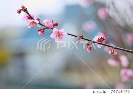 梅の花　萩野 74713470