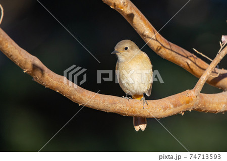 愛らしい仕草の冬鳥 ジョウビタキ 愛らしい仕草の冬鳥 ジョウビタキ 74713593