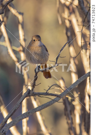 愛らしい仕草の冬鳥 ジョウビタキ 74713623