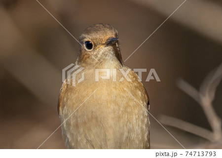 愛らしい仕草の冬鳥 ジョウビタキ 74713793