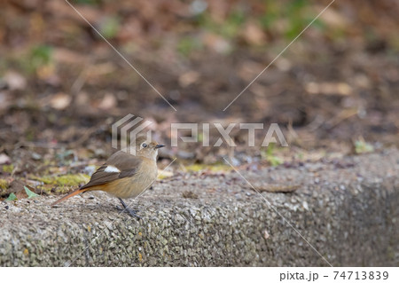 愛らしい仕草の冬鳥 ジョウビタキ 74713839