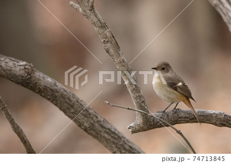 愛らしい仕草の冬鳥 ジョウビタキの写真素材 74713845 Pixta