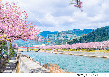 日本の春 伊豆河津町の桜並木 日本の春 伊豆河津町の桜並木 74713863