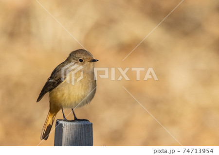 愛らしい仕草の冬鳥 ジョウビタキ 74713954