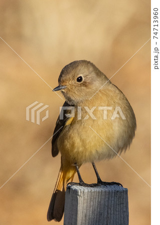 愛らしい仕草の冬鳥 ジョウビタキ 愛らしい仕草の冬鳥 ジョウビタキ 74713960