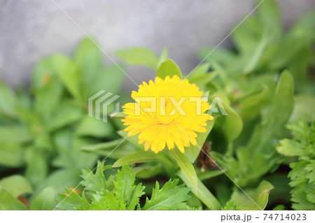 キンセンカの花 74714023