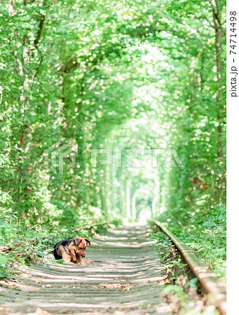 ウクライナの愛のトンネルと案内役の犬さんの写真素材