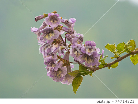 Paulownia tomentosa Steud. Princess Tree. Purple flower with black speckles. 74714523