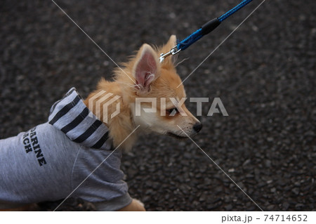 ポメライアンとチワワのハーフ犬子犬です 74714652