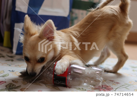 ポメライアンとチワワのハーフ犬子犬です ポメライアンとチワワのハーフ犬子犬です 74714654