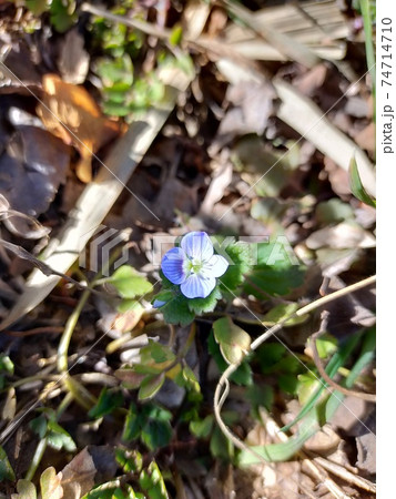 オオイヌノフグリ 春の草花 オオイヌノフグリ 春の草花 74714710
