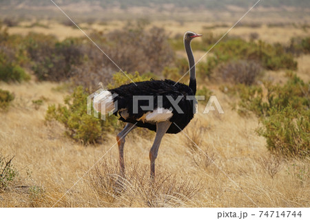 The male ostrich with black feathers and white tails stands on the grassland. Large numbers of animals migrate to the Masai Mara National Wildlife Refuge in Kenya, Africa. 2016. 74714744