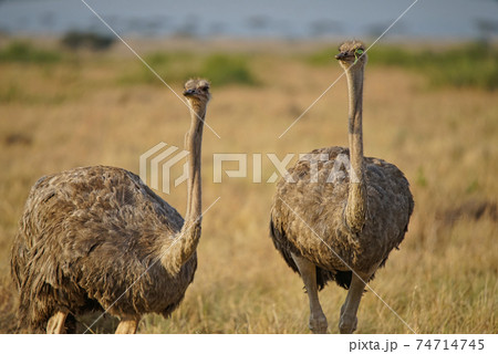 Two female ostriches are on the grass. One of the eyes was covered with leaves. Large numbers of animals migrate to the Masai Mara National Wildlife Refuge in Kenya, Africa. 2016. 74714745