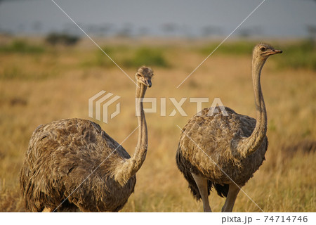 Two female ostriches are on the grass. One of the eyes gazed at the camera. Large numbers of animals migrate to the Masai Mara National Wildlife Refuge in Kenya, Africa. 2016. 74714746