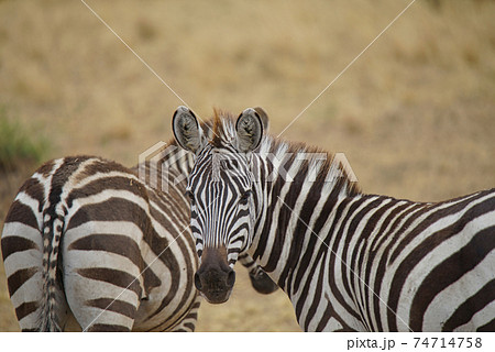 Two zebras, one staring into the camera. One tail faces the lens. Large numbers of animals migrate to the Masai Mara National Wildlife Refuge in Kenya, Africa. 2016. Two zebras, one staring into the camera. One tail faces the lens. Large numbers of animals migrate to the Masai Mara National Wildlife Refuge in Kenya, Africa. 2016. 74714758