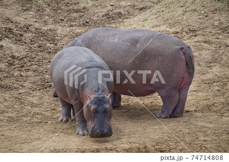 Two hippos stood on the yellow land. Large numbers of animals migrate to the Masai Mara National Wildlife Refuge in Kenya, Africa. 2016. 74714808