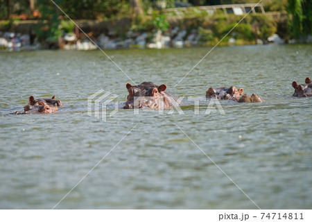Hippos swim in rivers, only their heads surface. Large numbers of animals migrate to the Masai Mara National Wildlife Refuge in Kenya, Africa. 2016. Hippos swim in rivers, only their heads surface. Large numbers of animals migrate to the Masai Mara National Wildlife Refuge in Kenya, Africa. 2016. 74714811