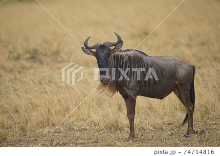 A full-body The antelope(Wildebeest) stood on the dry grass. Large numbers of animals migrate to the Masai Mara National Wildlife Refuge in Kenya, Africa. 2016. A full-body The antelope(Wildebeest) stood on the dry grass. Large numbers of animals migrate to the Masai Mara National Wildlife Refuge in Kenya, Africa. 2016. 74714816