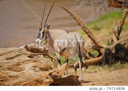 The East African oryx (Oryx beisa) stands behind the trunk of a dead tree. Large numbers of animals migrate to the Masai Mara National Wildlife Refuge in Kenya, Africa. 2016. The East African oryx (Oryx beisa) stands behind the trunk of a dead tree. Large numbers of animals migrate to the Masai Mara National Wildlife Refuge in Kenya, Africa. 2016. 74714898