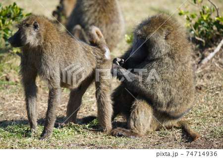 This male baboon is standing on the grass. Let the female baboon groom his rump. Large numbers of animals migrate to the Masai Mara National Wildlife Refuge in Kenya, Africa. 2016. This male baboon is standing on the grass. Let the female baboon groom his rump. Large numbers of animals migrate to the Masai Mara National Wildlife Refuge in Kenya, Africa. 2016. 74714936
