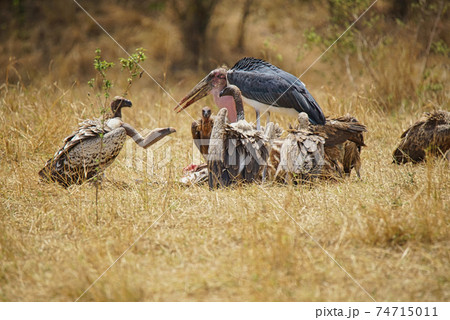 A marabou stork and several vultures competed for food on the grass. Large numbers of animals migrate to the Masai Mara National Wildlife Refuge in Kenya, Africa. 2016. 74715011