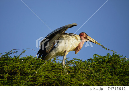 The marabou stork (Leptoptilos crumenifer) stand on the treetops. Red neck Large numbers of animals migrate to the Masai Mara National Wildlife Refuge in Kenya, Africa. 2016. 74715012