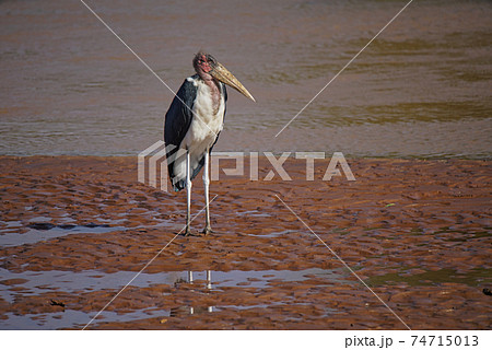 The marabou stork (Leptoptilos crumenifer) stood on the wetland. Red neck. Large numbers of animals migrate to the Masai Mara National Wildlife Refuge in Kenya, Africa. 2016. 74715013
